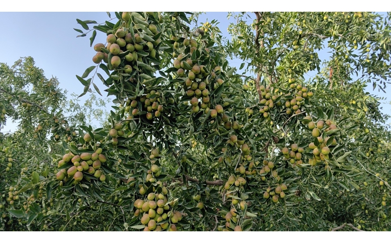 植護~助力棗樹抗逆生長